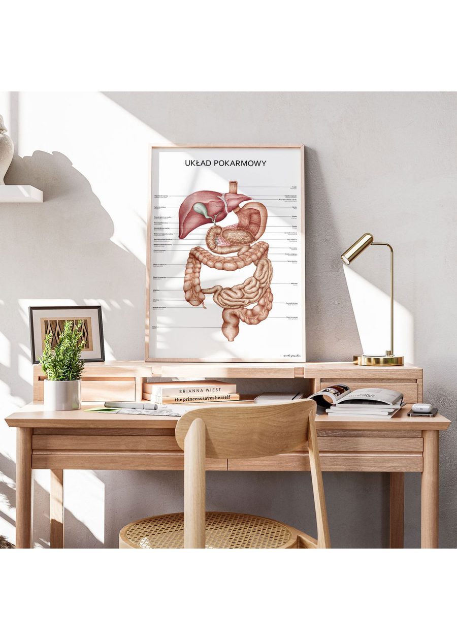 Plakat Układ Pokarmowy — zdjęcie 4