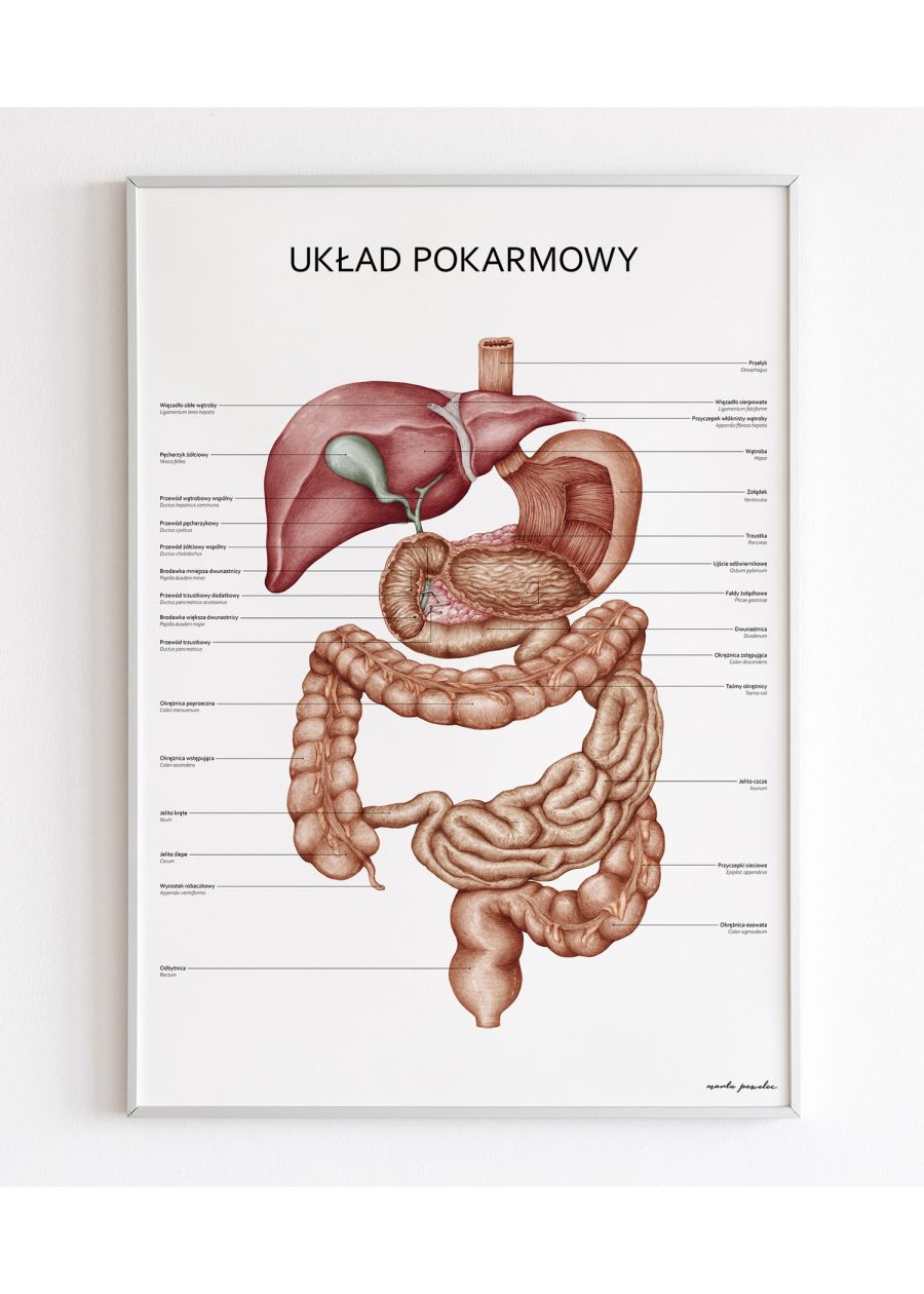 Plakat Układ Pokarmowy — zdjęcie 5
