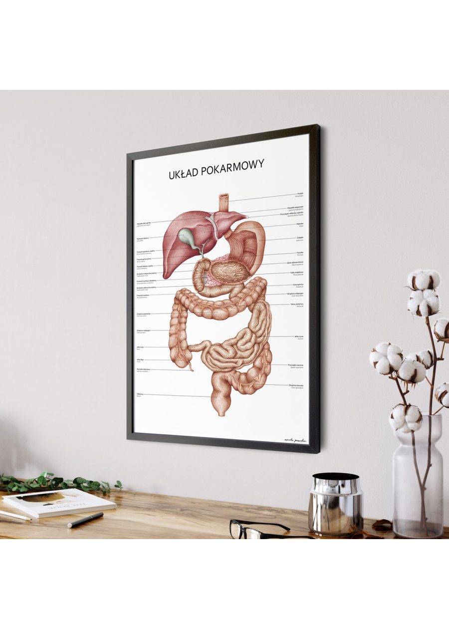 Plakat Układ Pokarmowy — zdjęcie 6