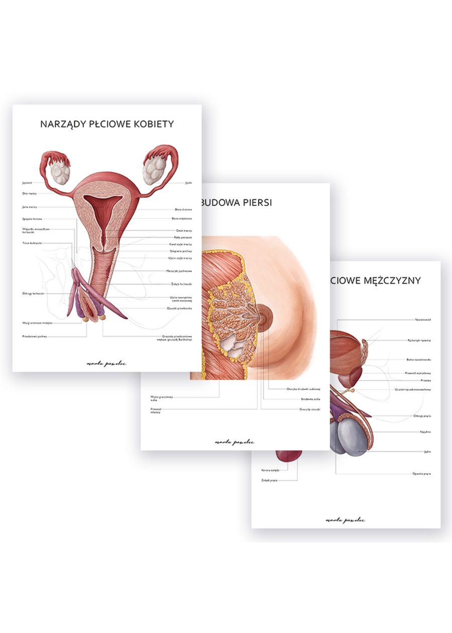 Plakaty Anatomia Płci - Komplet
