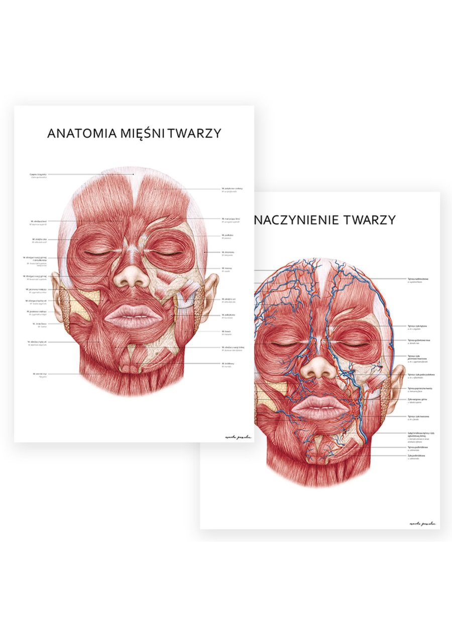 Plakaty Anatomia Twarzy - Komplet