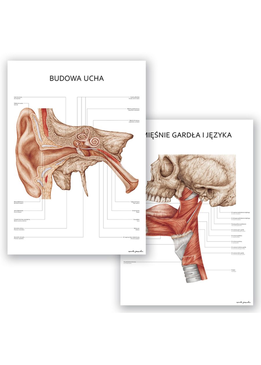 Plakaty Anatomia Ucha i Gardła - Komplet