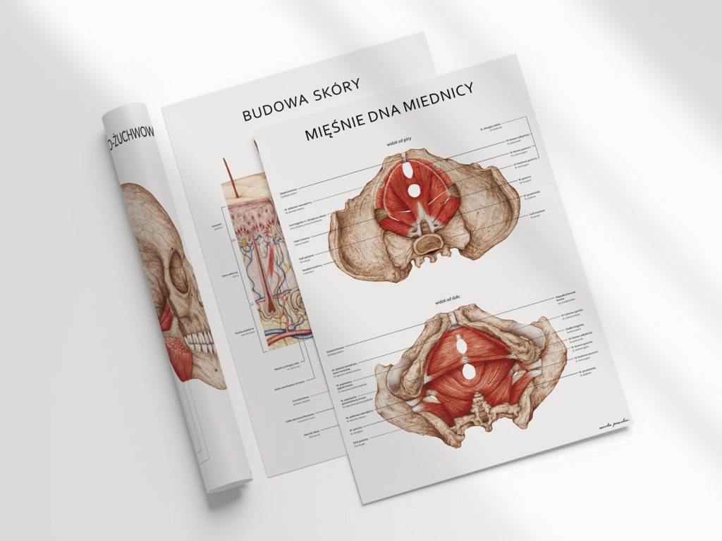 Plakaty „Mięśnie dna miednicy” i „Budowa skóry” ułożone jeden na drugim, obok zwinięty plakat ze stawem skroniowo-żuchwowym