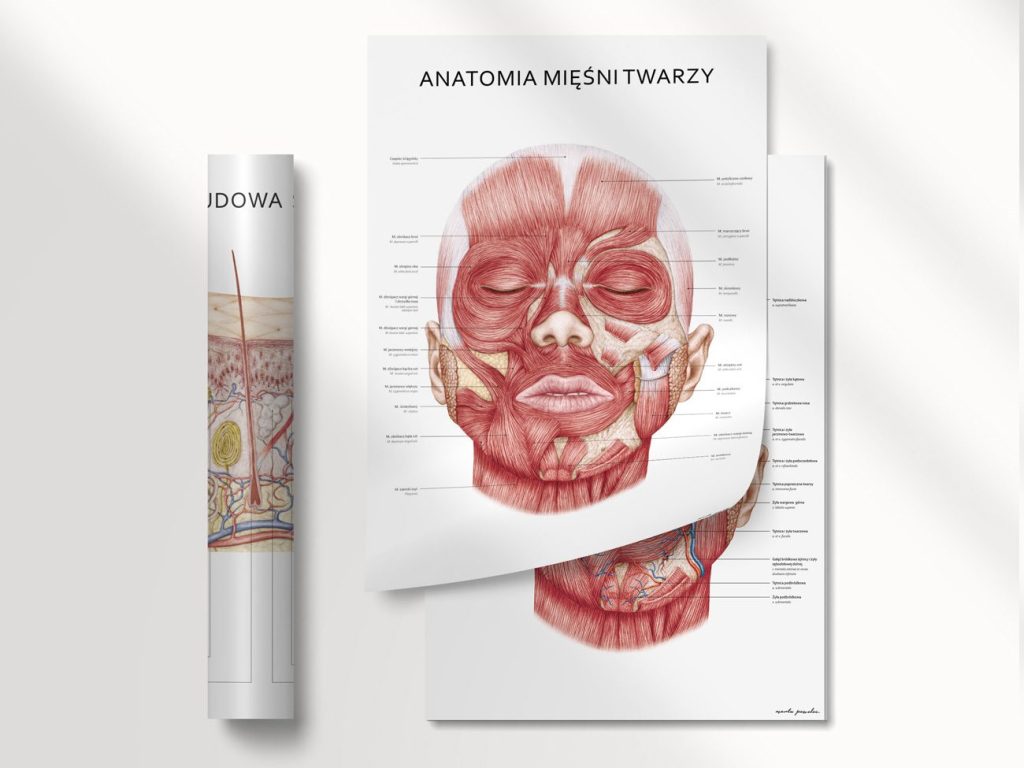 Plakat „Anatomia mięśni twarzy” na planszy z unaczynieniem twarzy, obok zwinięty plakat „Budowa skóry”