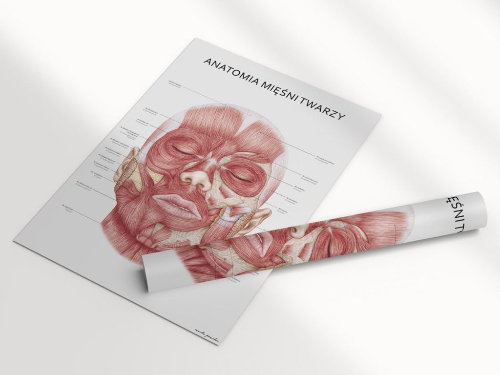Plakat „Anatomia mięśni twarzy” rozłożony na jasnym blacie, obok zwinięty drugi egzemplarz