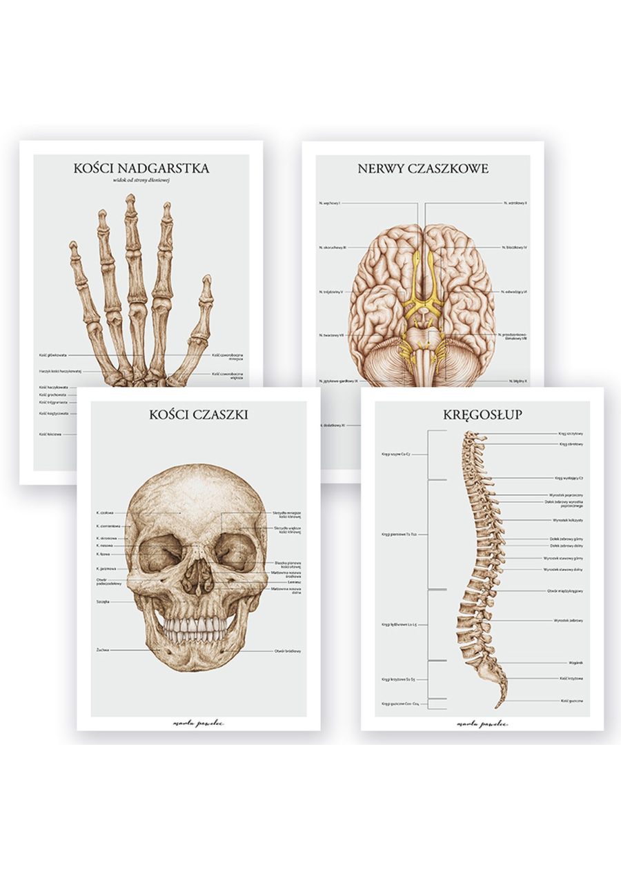 Plakaty Podstawa Anatomii - Komplet A3