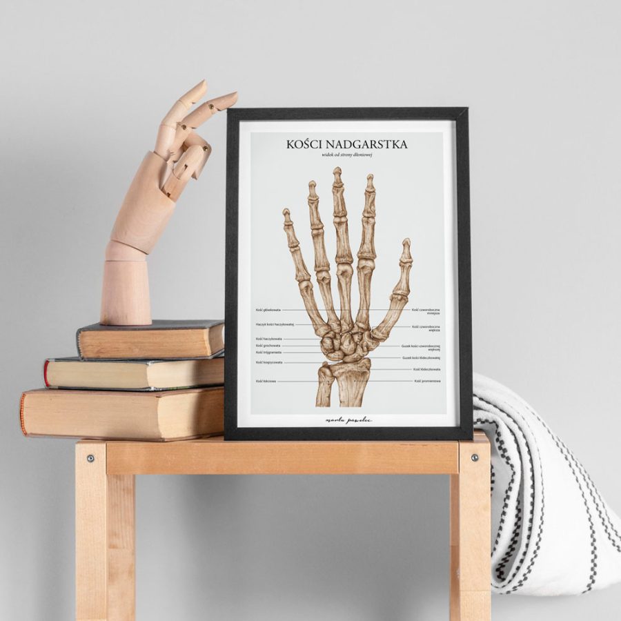 Plakaty Podstawa Anatomii - Komplet A3 — zdjęcie 4