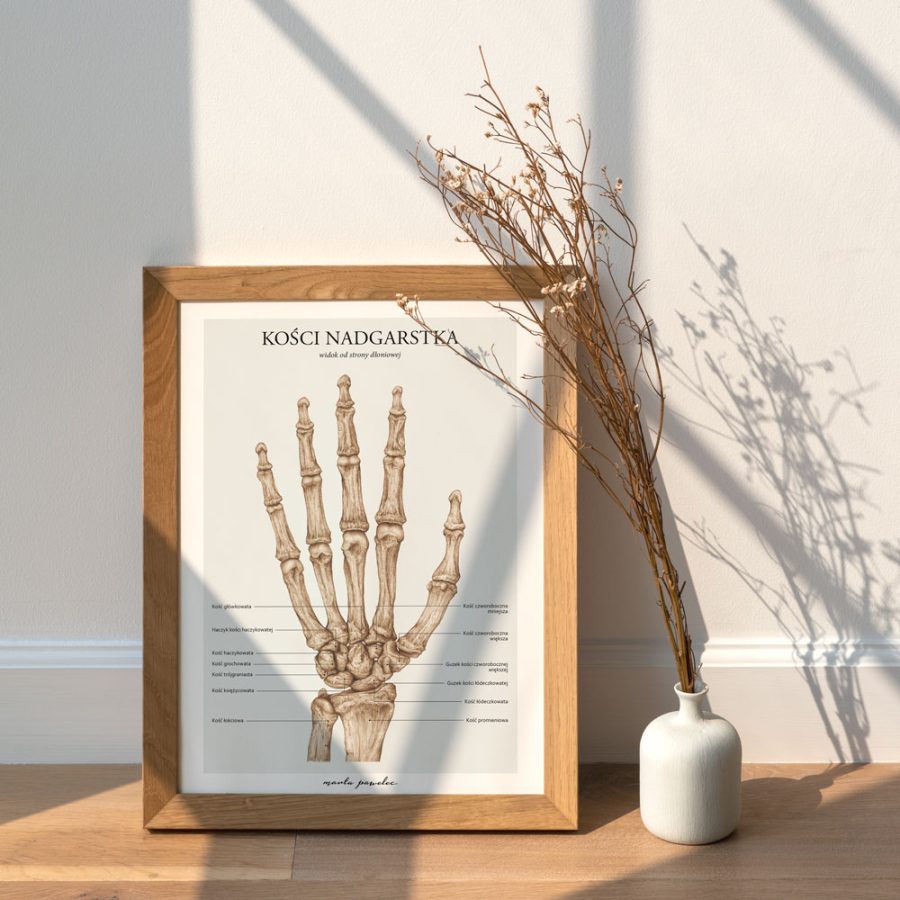 Plakaty Podstawa Anatomii - Komplet A3 — zdjęcie 5