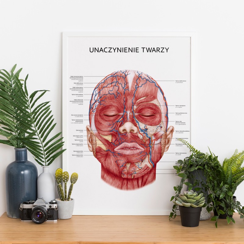 Plakat Anatomia Piękna Komplet — zdjęcie 4