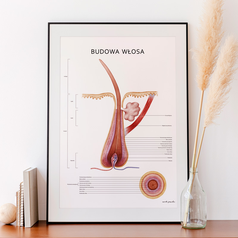 Plakat Anatomia Piękna Komplet — zdjęcie 8